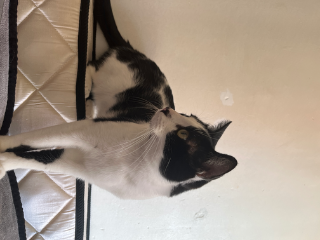 Ramses