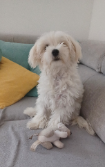 Naya