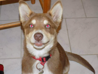 maya