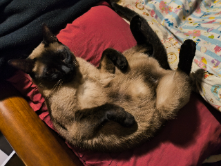 Mayla