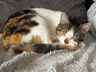 Princesse