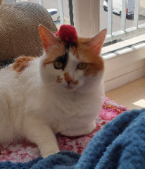 Rajah