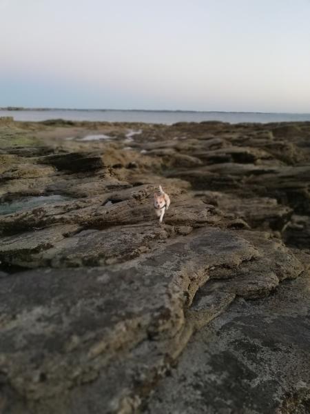 DOBBY
