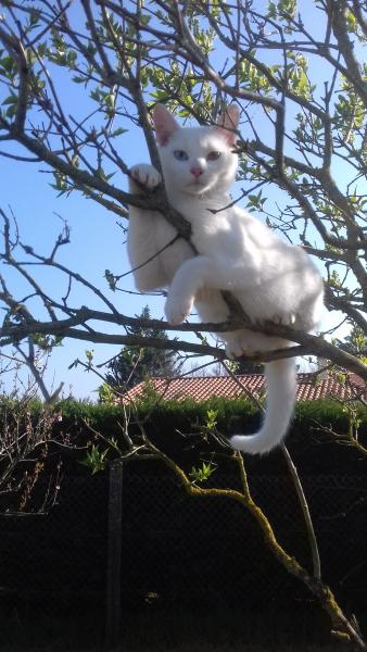 Bowie