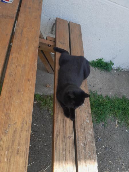 Shadow