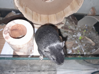Bagheera et caramel