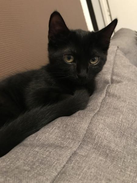 Minou