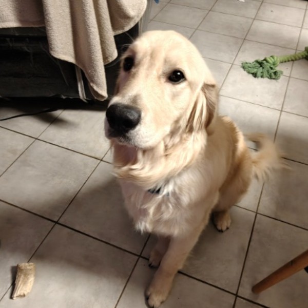 ZEUS