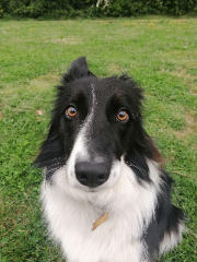 Pilou