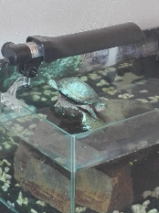 Franklin