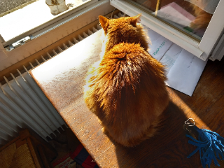 Patoron