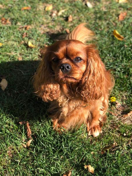 Nala