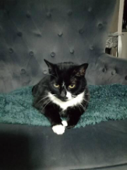 Kali