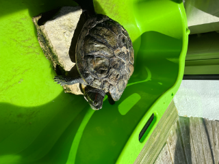 Speedy
