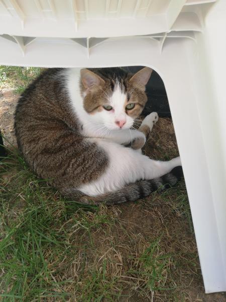 Petit cœur