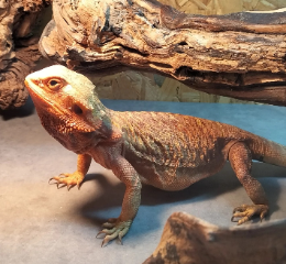 NAYA