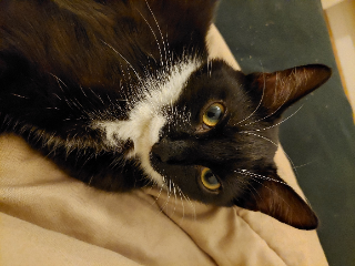 Moka