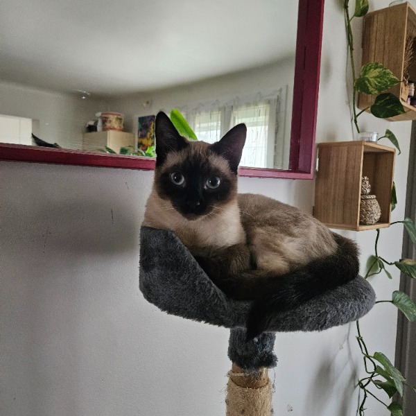 Minou