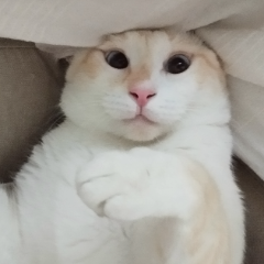 Rakki