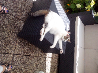 hermine