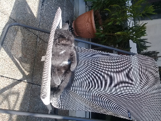 titi