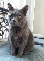 Hugo