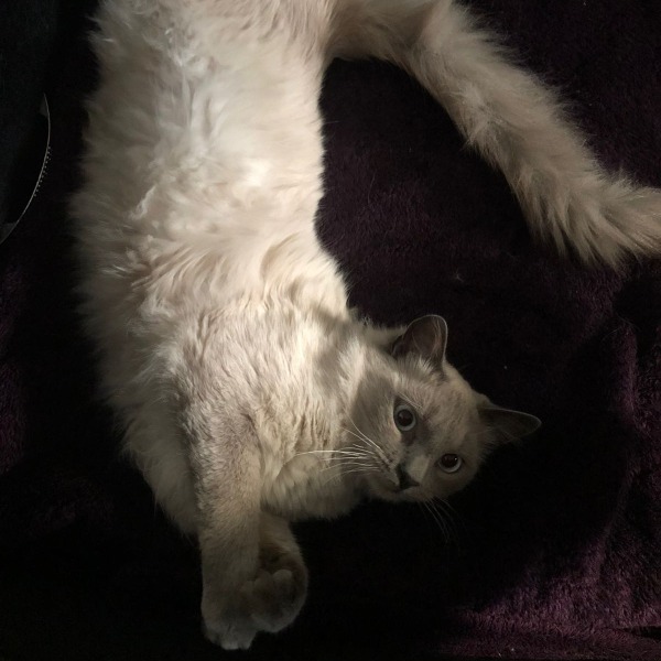 Oscar