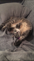 Chatoune