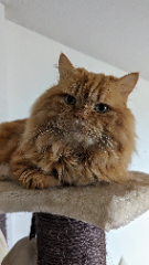 Simba