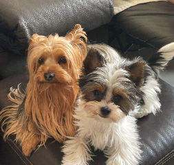 PRALINE et ULK