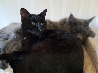 Minette