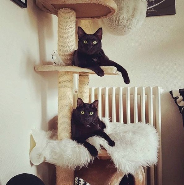 hati & skoll