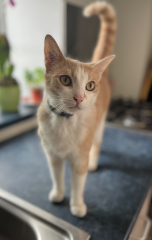 Aïko