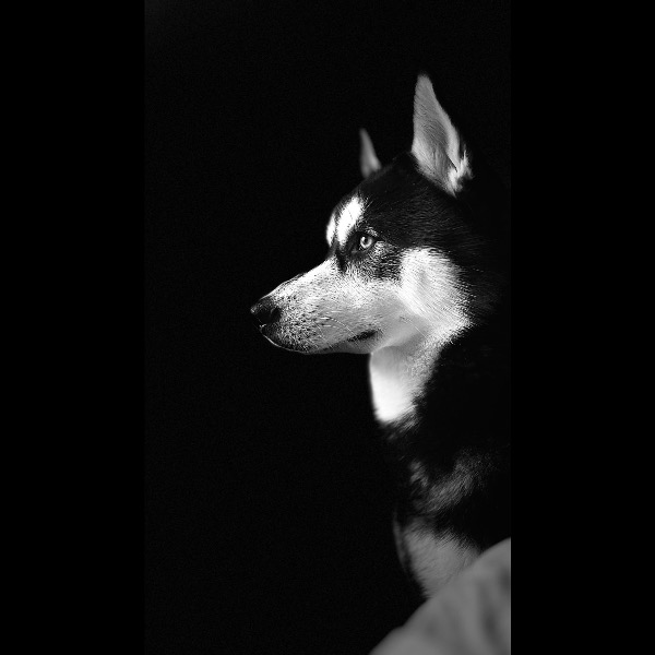 Tyke