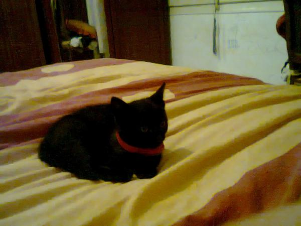 luly