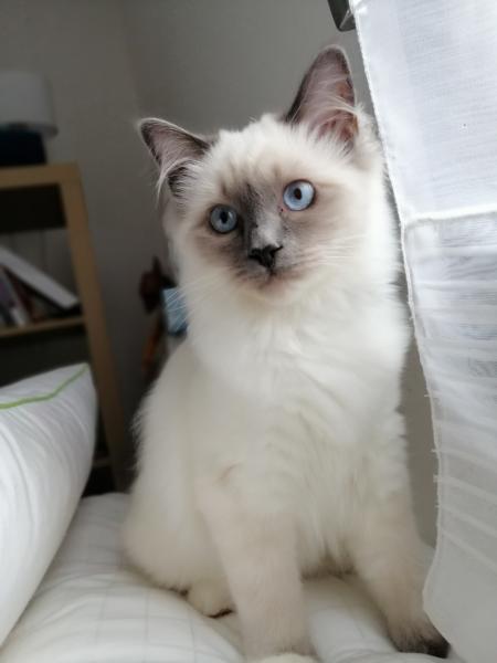 Pearl