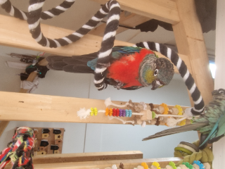 Iago