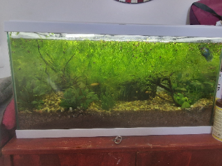 Aquarium 2