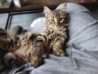 Zig
