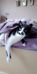 Maïa