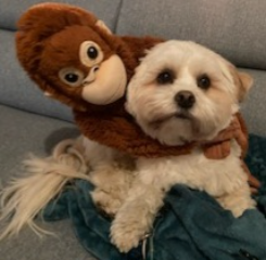 Riki