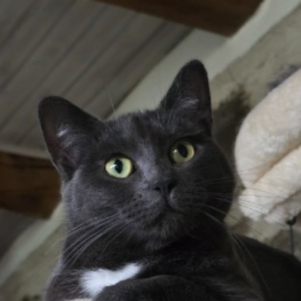 Myrtille