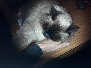 DUKE