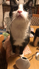 Simba