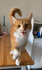 Fabio