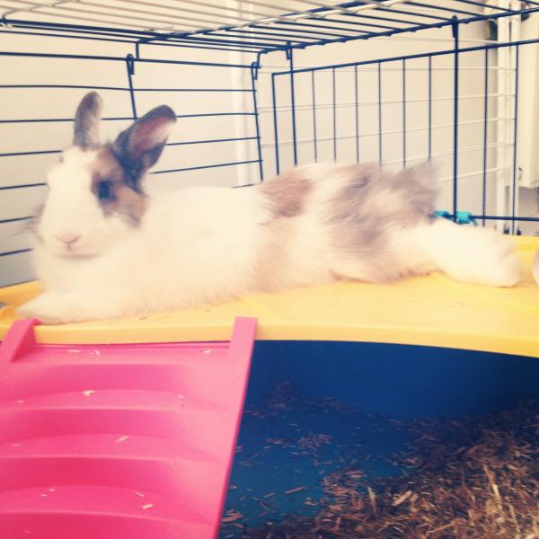 LOLA