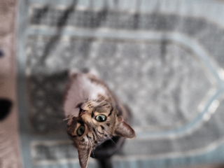 Chausette
