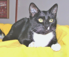 Zoé