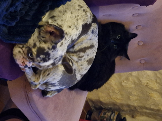 Cookie
