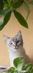 Tia